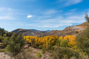 Trees with orange autumn tone