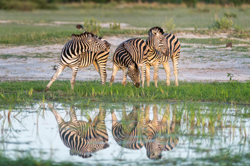 Fototapeta na wymiar Zebra Reflection