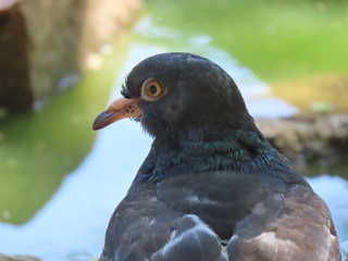 black and white portrait of a pigeon