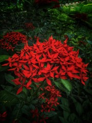 red flower in garden looks so attractive