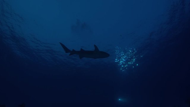 Tawny Nurse Shark, Ginglymostoma cirratum, at night in coral reef, a group of divers watching the animals, Maldives Indian Ocean