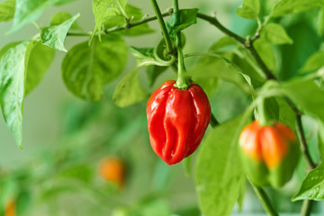 Habanero plant featuring fresh, ripe habanero peppers, ready for picking. - obrazy, fototapety, plakaty
