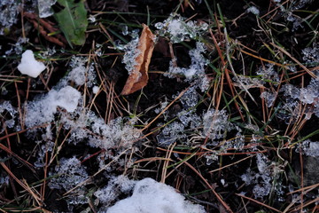 凍った落ち葉