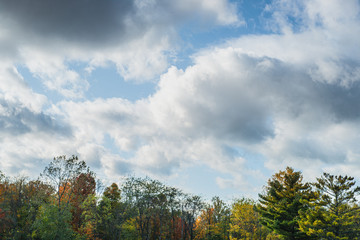 Fototapeta na wymiar Foliage and Clouds