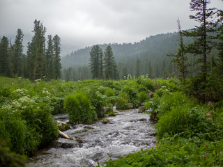 Obraz premium Mountain stream flows through the forest plain. Cloudy day in the mountains of the Western Sayan