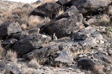 Jack Rabbit & Rocks 