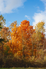 Fototapeta premium Fall Foliage