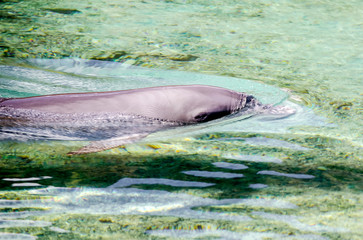 Dolphin floating in the turquoise lagoon, French Polynesia