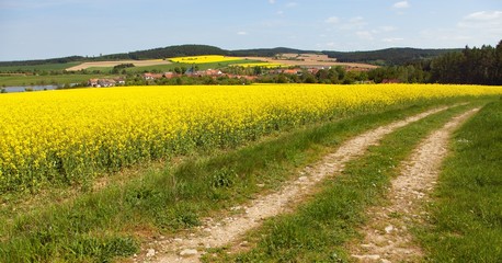 Field of rapeseed, canola or colza