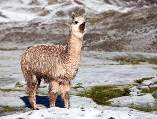 Fototapeta premium llama or lama on mountains