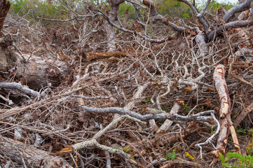 deforestation of the brazilian cerrado