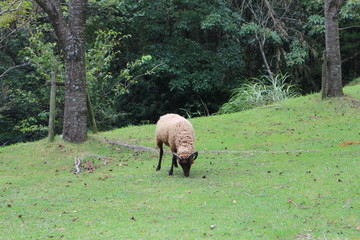 A sheep eating grass in Rokko Mountain, Kobe
