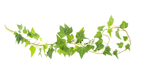 ivy isolated on white background,Natural green texture - obrazy, fototapety, plakaty