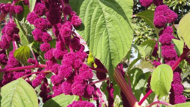 Amaranthus (amaranth) plant with purple flowers growing in garden swaying in wind, 4k video footage