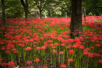 曼珠沙華