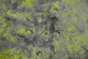 salamander in water fountain with algae in fountain water.