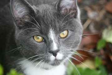 ragoll x blue russian