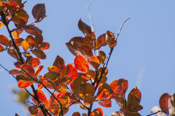 Autumn leaves in a Japanese park