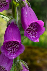 foxglove © Kimberly's Nature