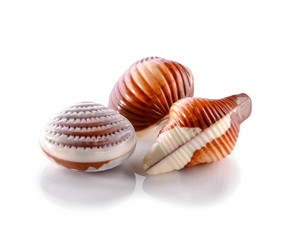 three Belgian seashells traditional chocolate candies close-up isolated on white background