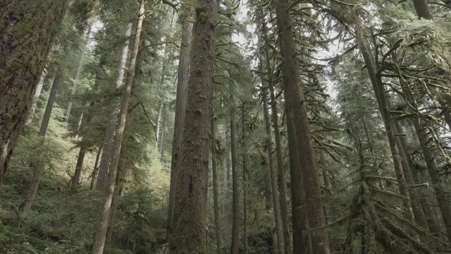Green old growth forest landscape with tall moss covered trees on salmon river trail pacific northwest  slow motion zoom