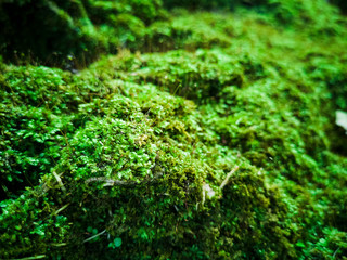 moss on the rocks