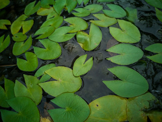 Lotus leaf in pond