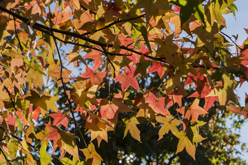 Autumn leaves in a Japanese park