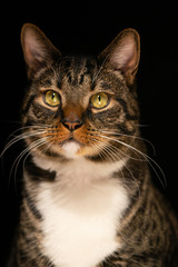 cat on black background