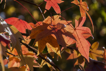 Autumn leaves in a Japanese park