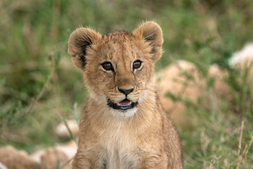 Naklejka na ściany i meble Close-up of an adorable little lion cub. Image taken in the Maasai Mara National Reserve, Kenya. 