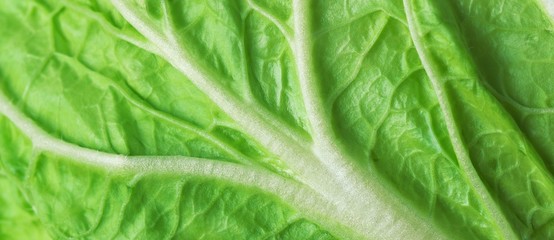 leaf of fresh chinese cabbage or napa cabbage texture, studio macro shot, close up
