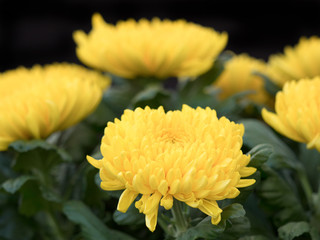 Fototapeta premium 菊の花