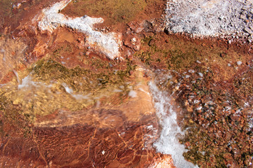 Obraz premium abstract algae over orange and yellow rock