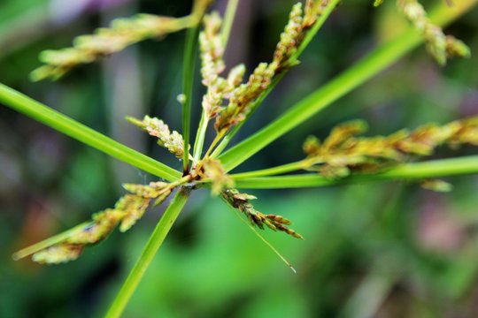 Plants: A Beauty Of Nutgrass