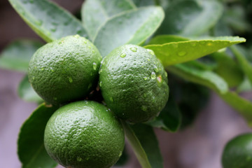 Lemon fruits green and water droplets on surface, green plant background