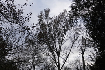 late afternoon, November trees