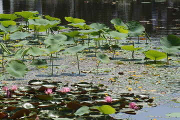 佐原水生植物園