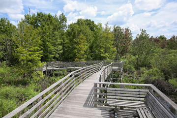 Fototapeta na wymiar Boardwalk trail at Audubon Corkscrew Swamp Sanctuary in Naples, Florida. Includes a 2 miles hike through pine flat woods and wet prairie ecosystems within the Sanctuary. 