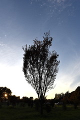 Fototapeta na wymiar Tree & Sky-38