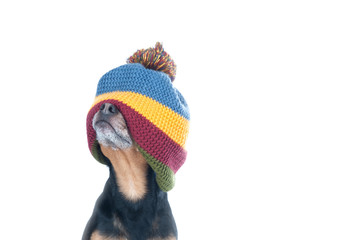  Funny photo of a dog in a hat stretched over his eyes isolated on white. Can't see, closed eyes,...