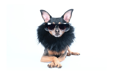 Luxury dog with dark glasses and boa isolated on white - obrazy, fototapety, plakaty
