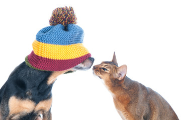Blind date concept. Funny photo of a cat and a dog sniffing each other, isolated on white.