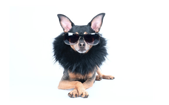 Luxury dog with dark glasses and boa isolated on white