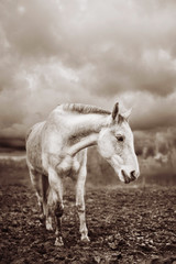 Dapple-grey horse on a soil in autumn cloudy evening