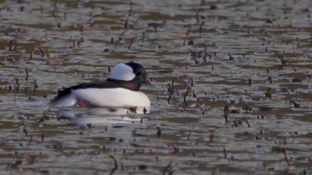 beautiful Buffelhead duck waterfowl in swimming lake during winter migration close up slow motion