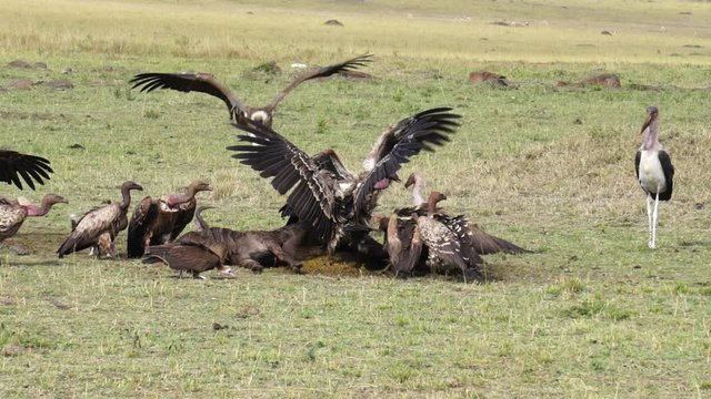 Slow motion of vultures eating at carcass in Masai Mara, Kenya, Africa