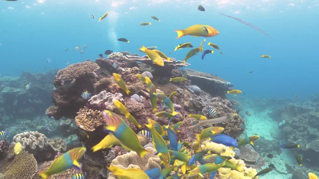 Beautiful colourful fish in crystal clear tropical water eating and swimming in corals