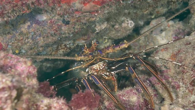 A beautiful painted cray fish hiding under the rock with high details and plenty of colors