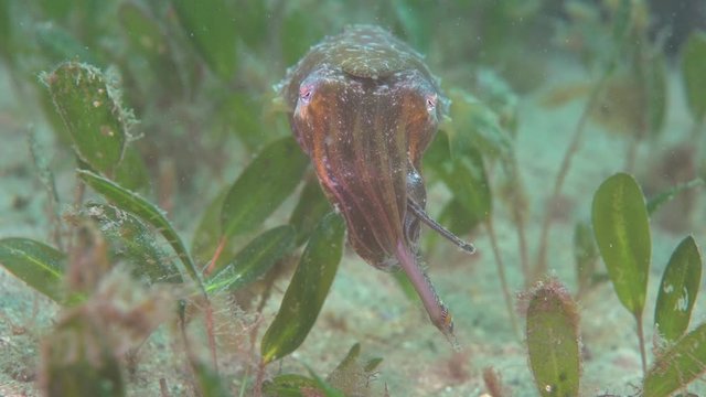 A shot of beautiful cuttle fish eating near a colourful sponge with high details on holidays diving. The cuttlefish is facing towards the camera